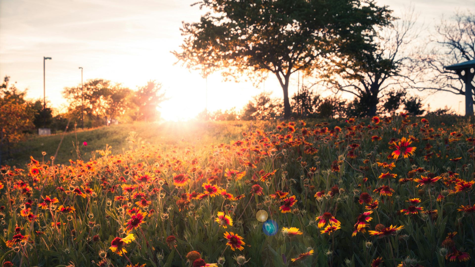 Wildflowers glowing at sunset