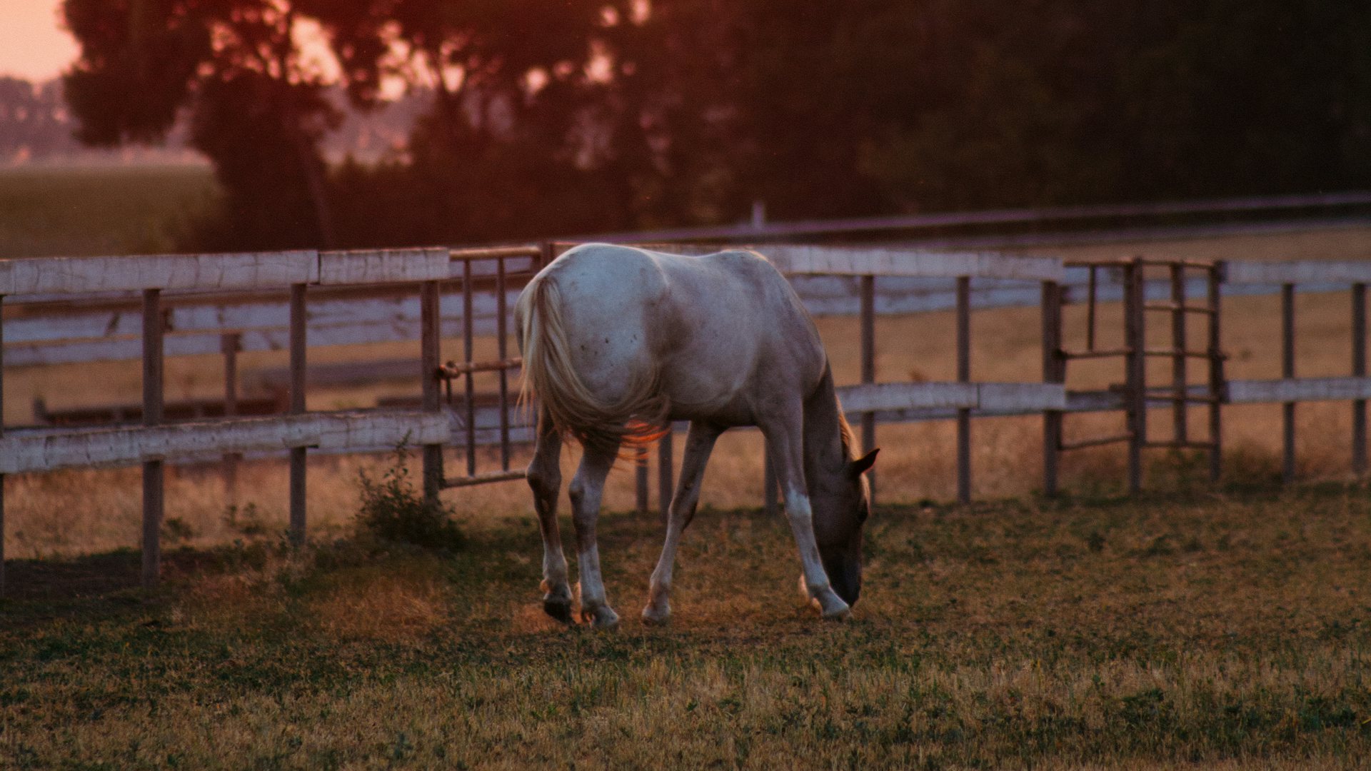 Horse grazing at sunset by a fence