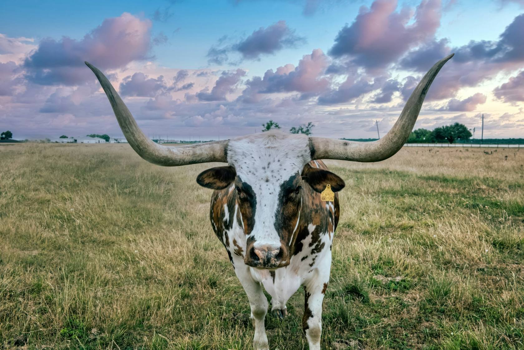 Texas longhorn standing in pasture